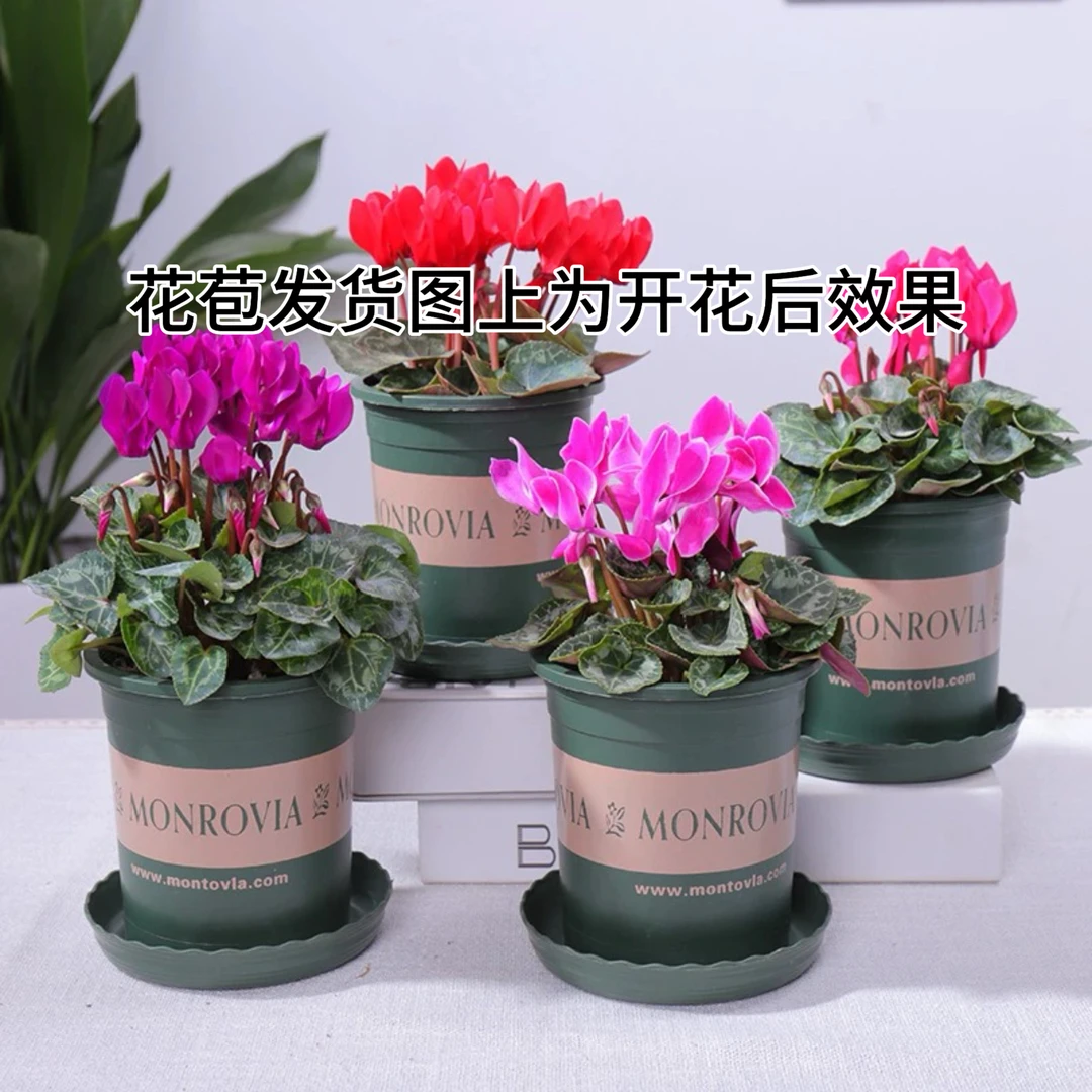 仙客来基地原盆带花苞随机颜色易活好养美观