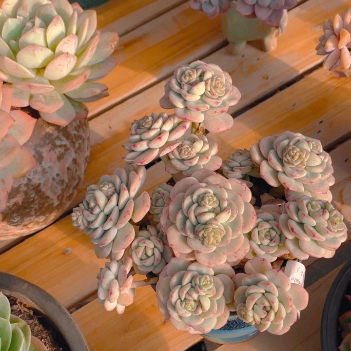 谢谢你的支持0000001172