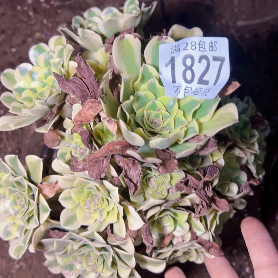 冉***冉1827多肉植物法师法师