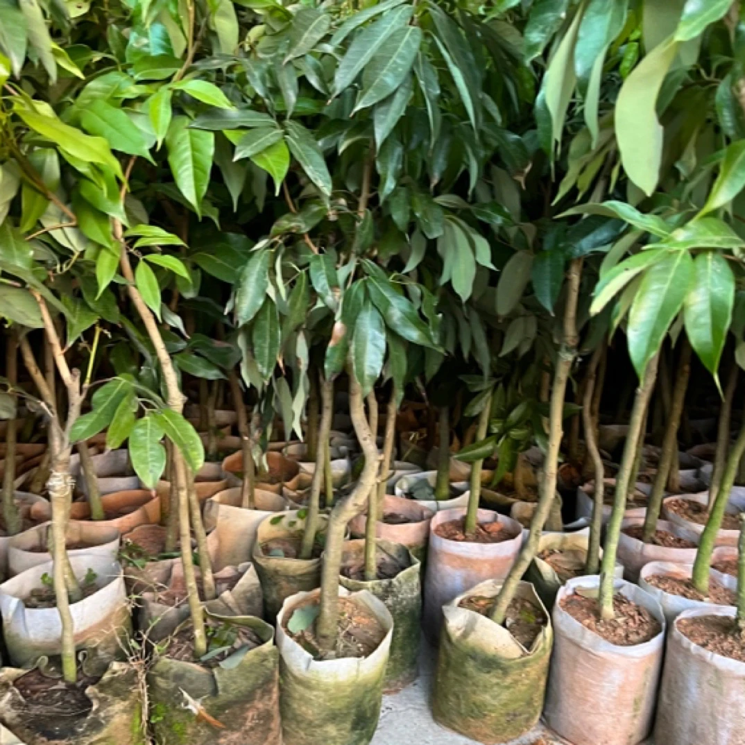 妃子笑荔枝果树苗盆栽包邮