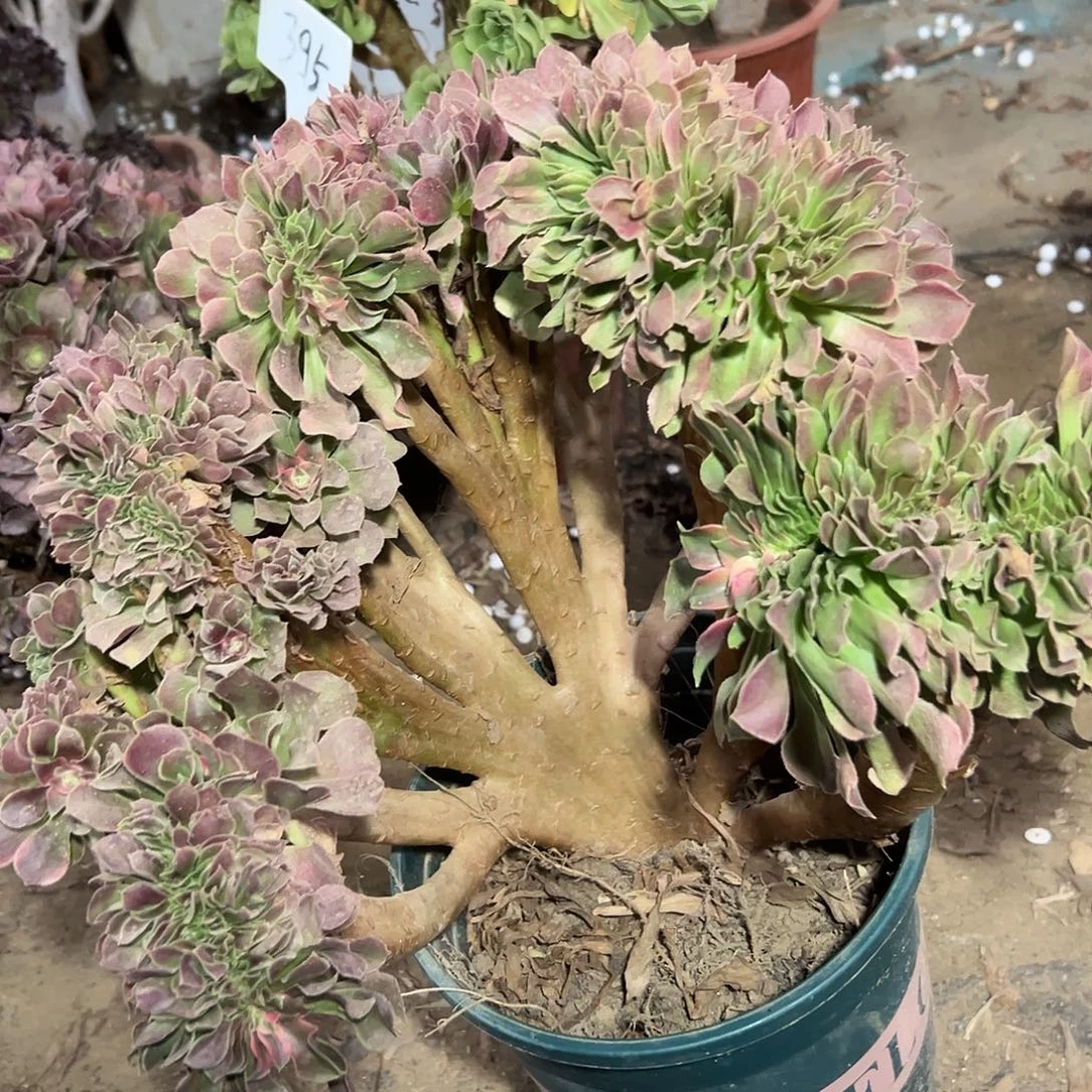 多肉113植物香菲缀花