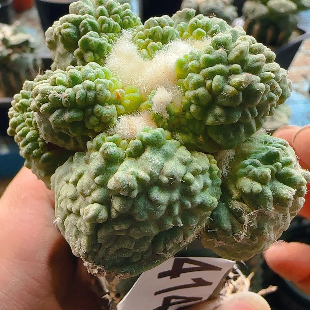 怒涛荔枝尤414仙人球