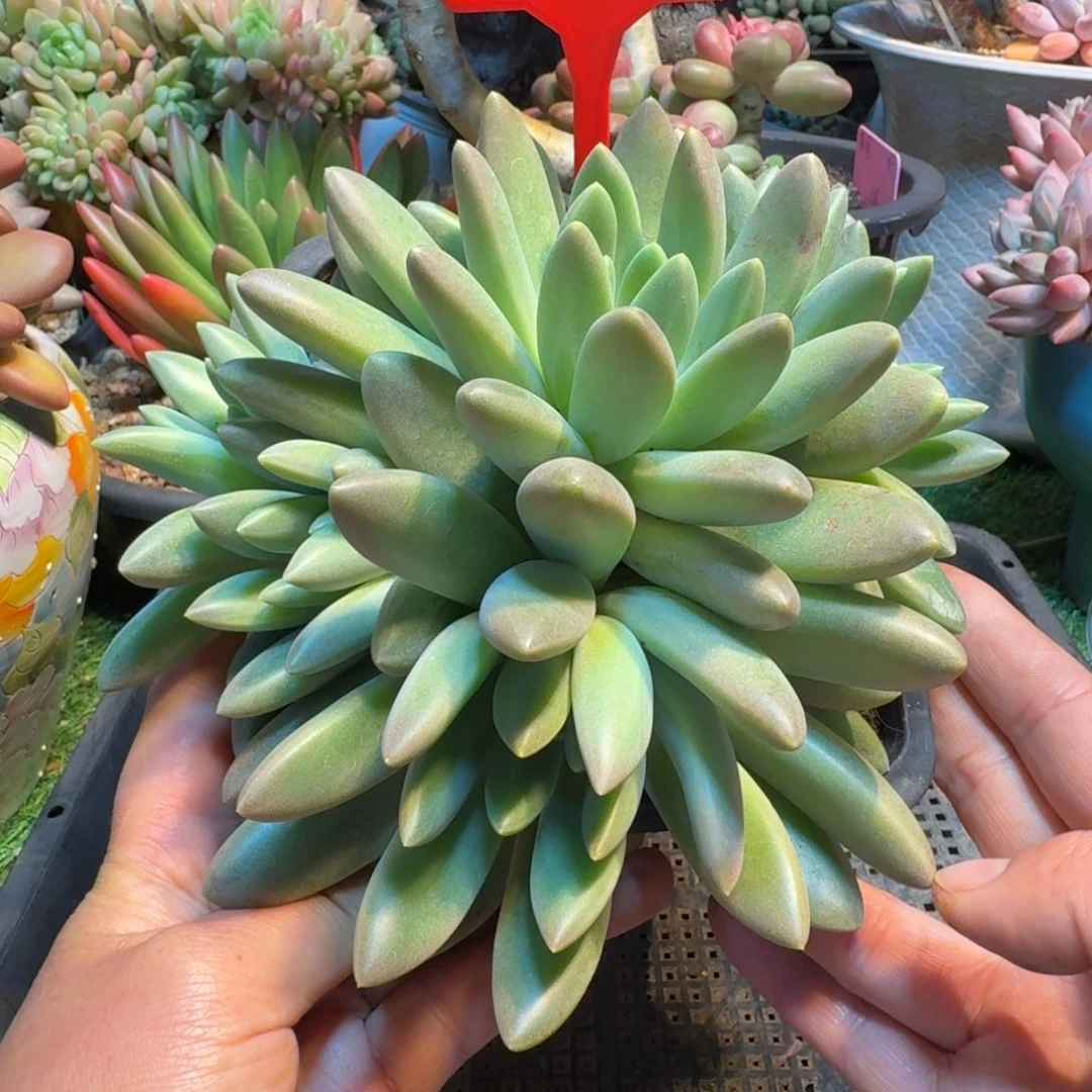 橙色奇迹一物一拍705