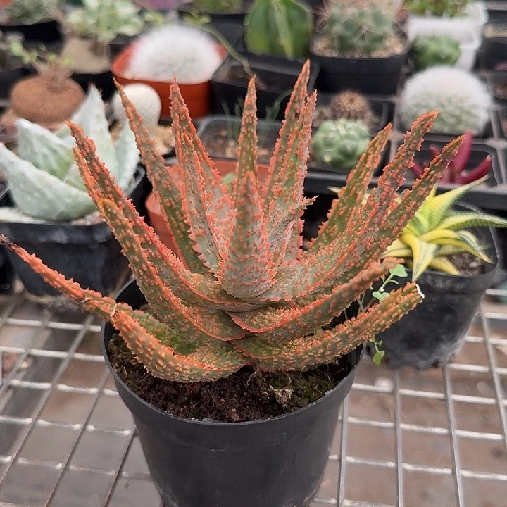 红色大芦荟14仙人球