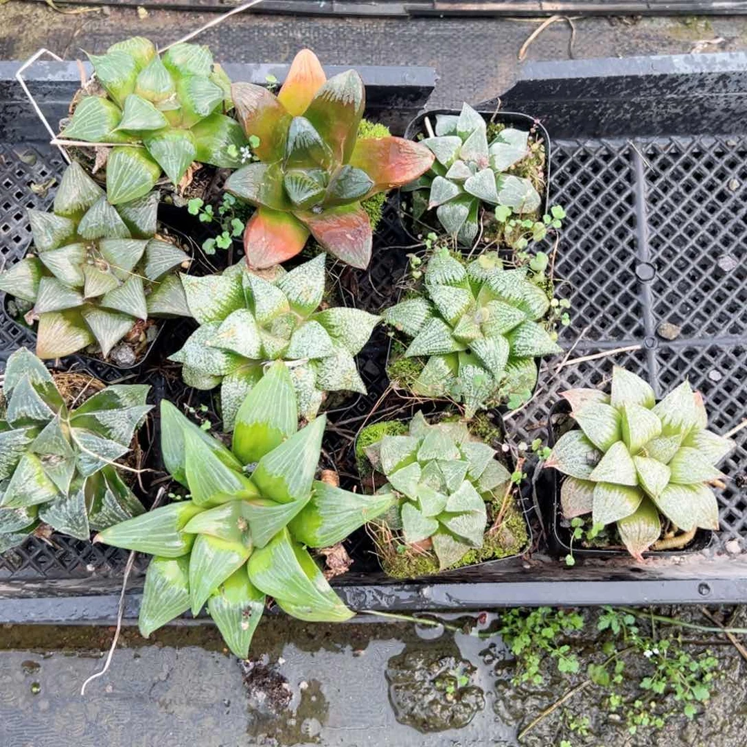 实生寿母本多肉植物一颗多肉