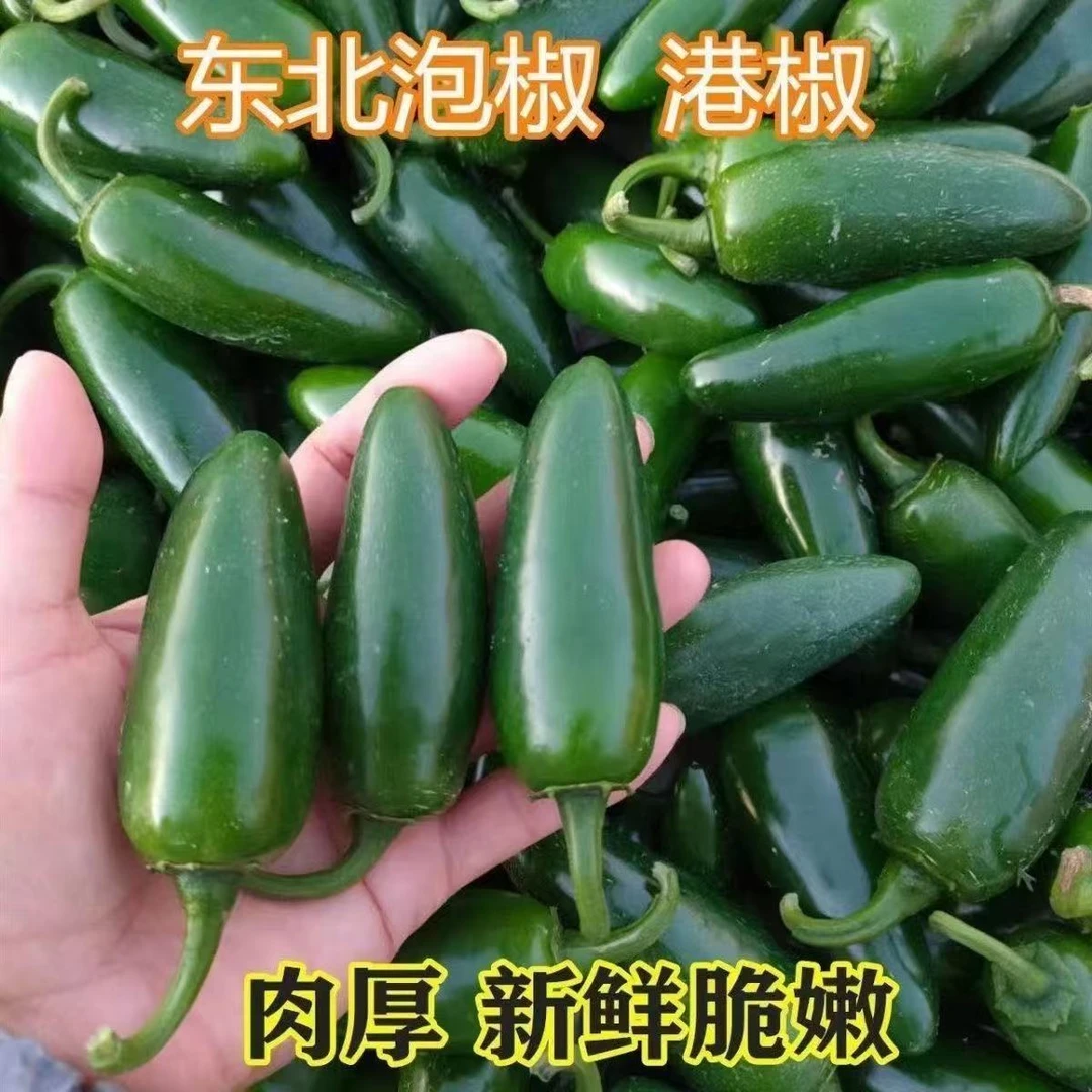 新鲜港椒5斤/2斤装 现摘现发特辣辣椒腌制咸菜泡菜蘸酱菜