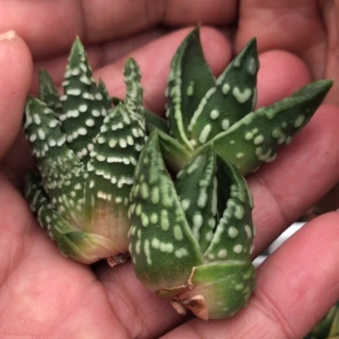 达摩恐龙泪珠3个品种侧牙无根