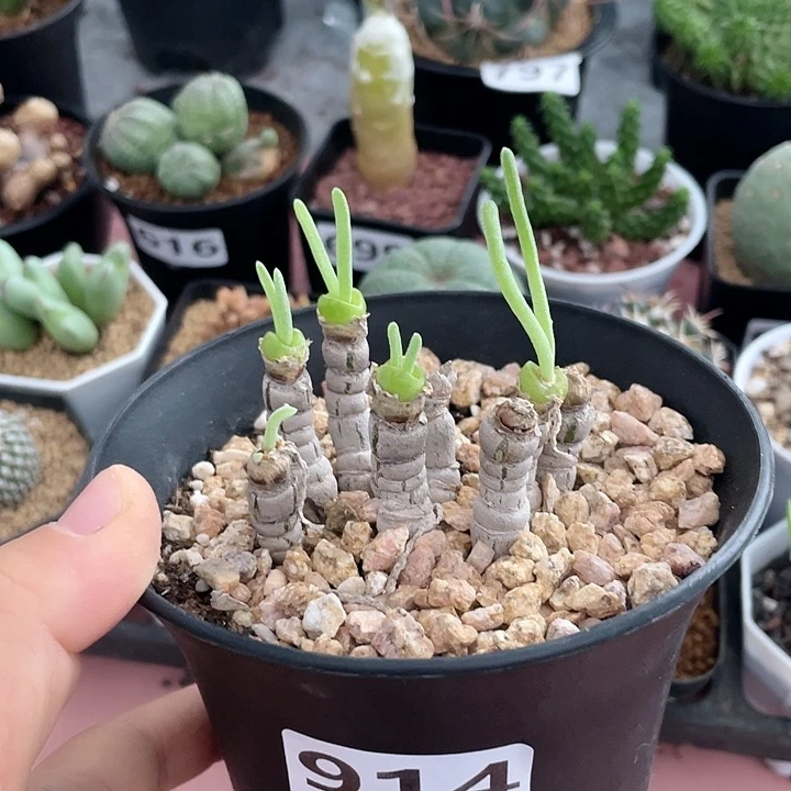 914碧光环兔子老桩