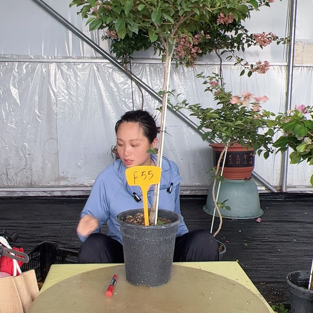 当前无花栽培后可以开花菁****3F55卡雅塔