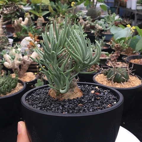 白象奇峰锦 一物一拍