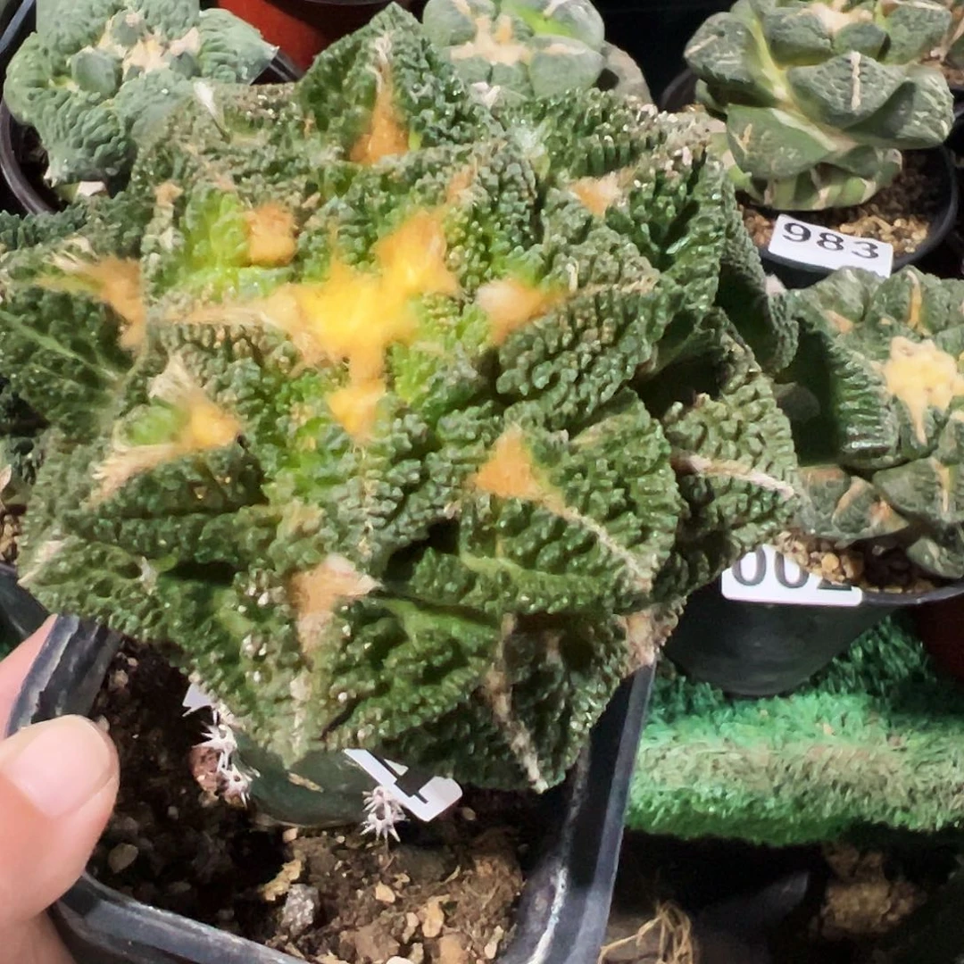 无花朵福利双头颗粒辛顿牡丹114