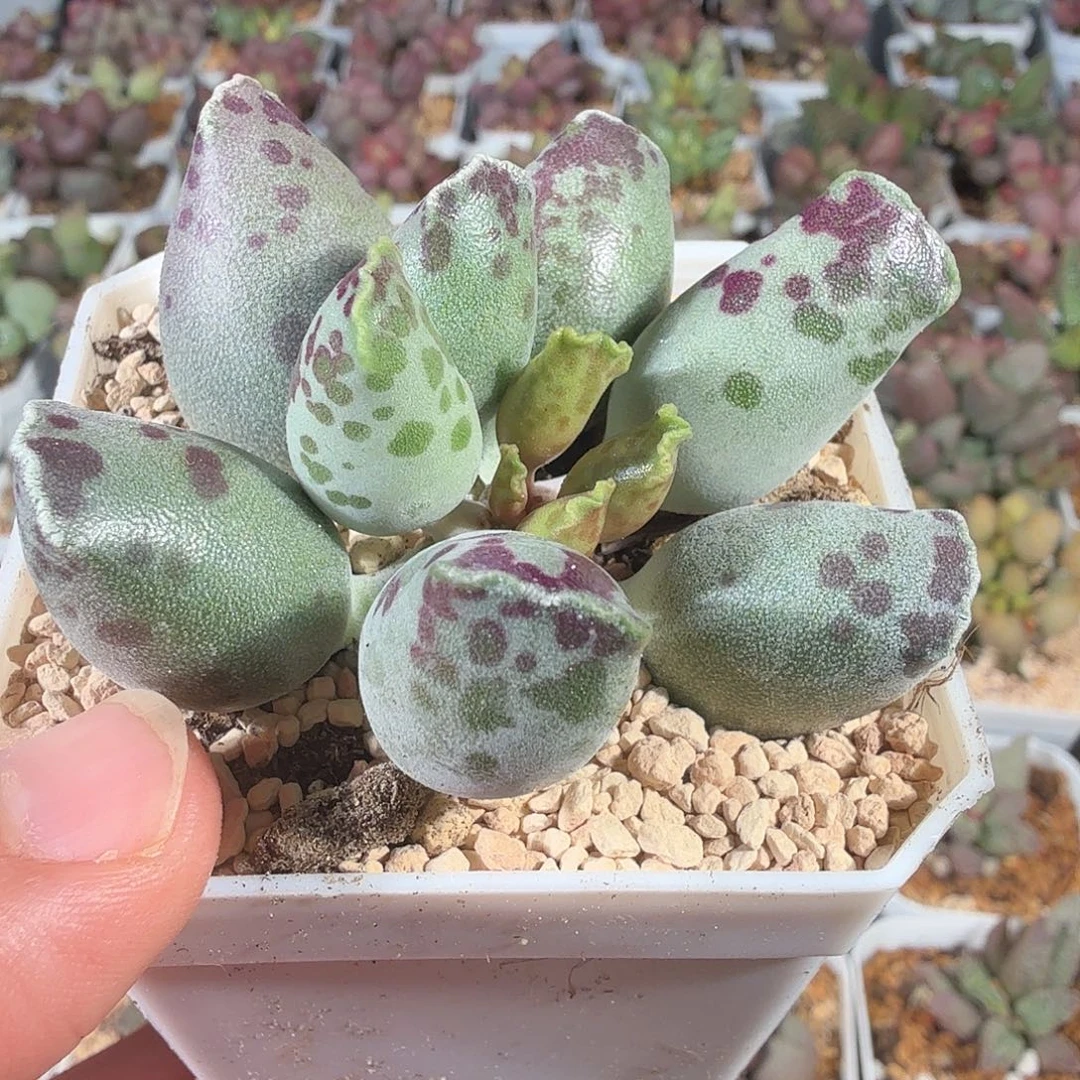 白肌海豹奶牛斑