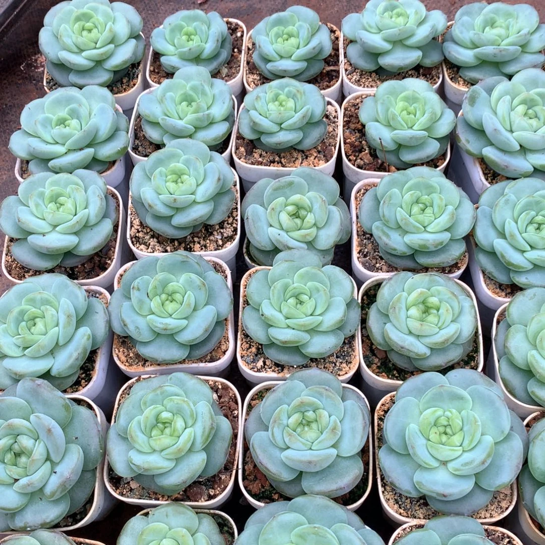 价格一颗的价格。       31号