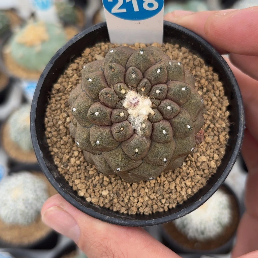 218实生蜥蜴皮带盆带土
