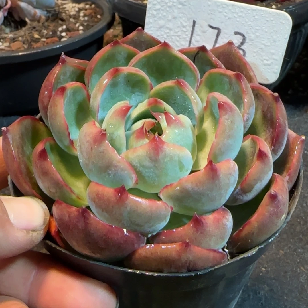 惊鸿一物一拍包装收缩花旱173