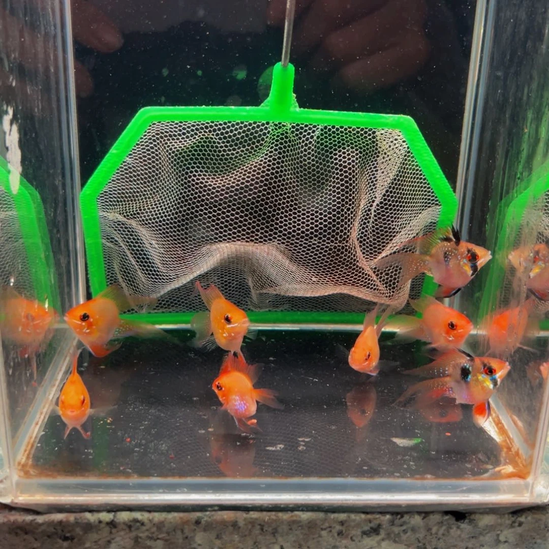 短鲷鱼金波三对加凤凰母鱼两条