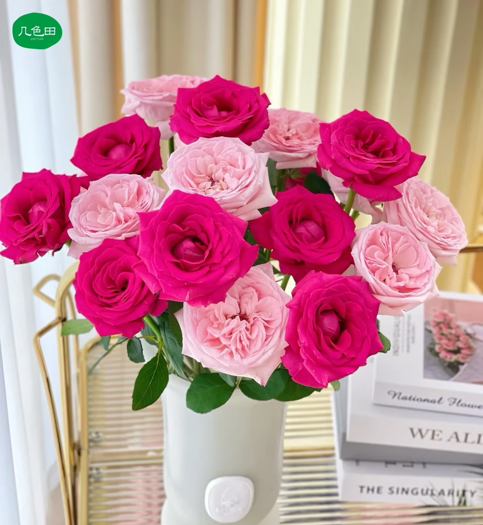 弗洛伊德+粉荔枝----单头玫瑰云南直发鲜花云南花插花鲜花