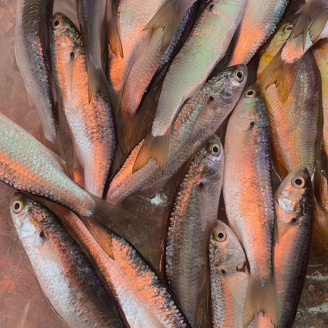 中国大陆汕尾本港大白鱼 3斤装