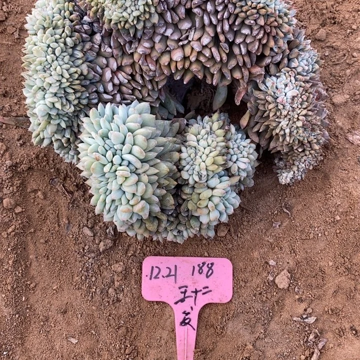 福多多花卉园艺星影