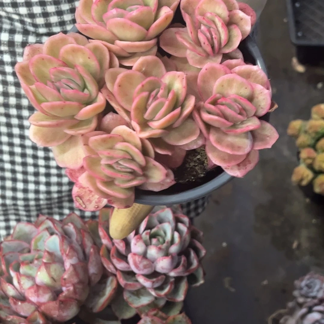 冰玫瑰锦一单包邮