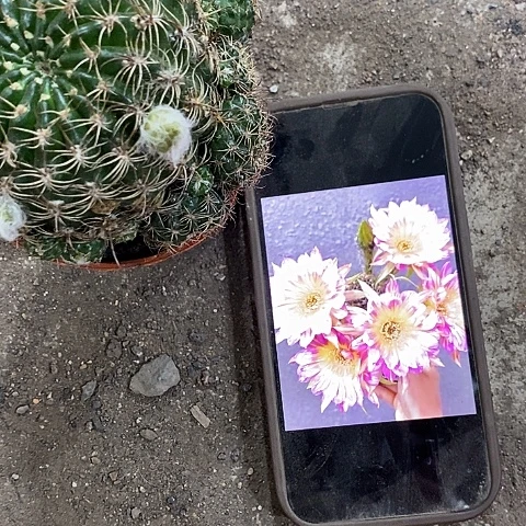 汤姆丽花，5-7公分左右