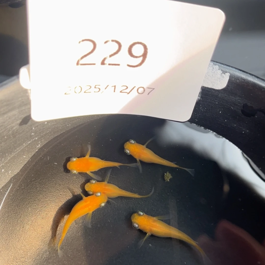 青鳉鱼229黄出目五尾