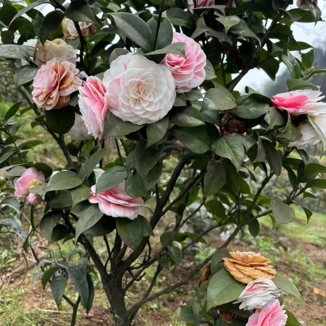 四川高山精品彩十八