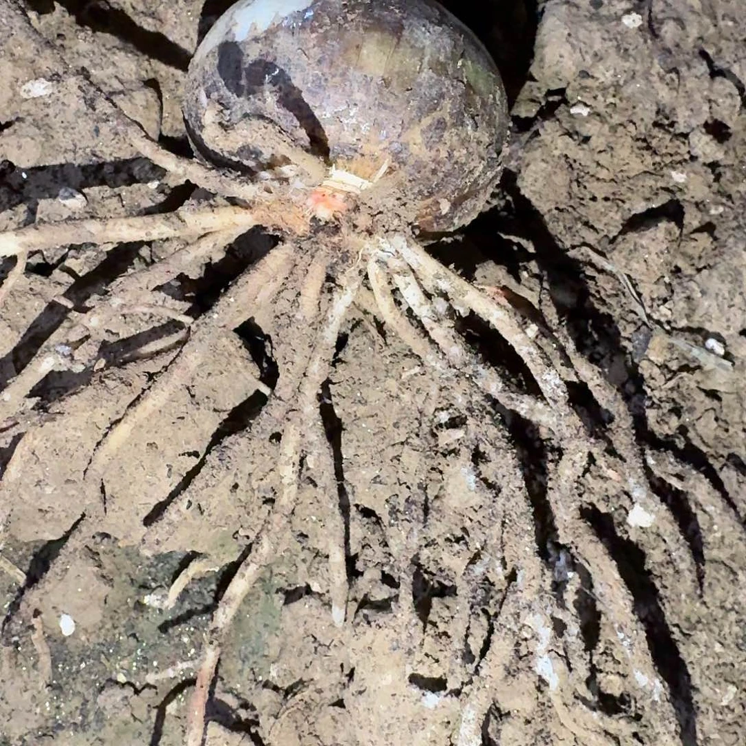 风波渡5.5厘米裸根一棵，根系不好