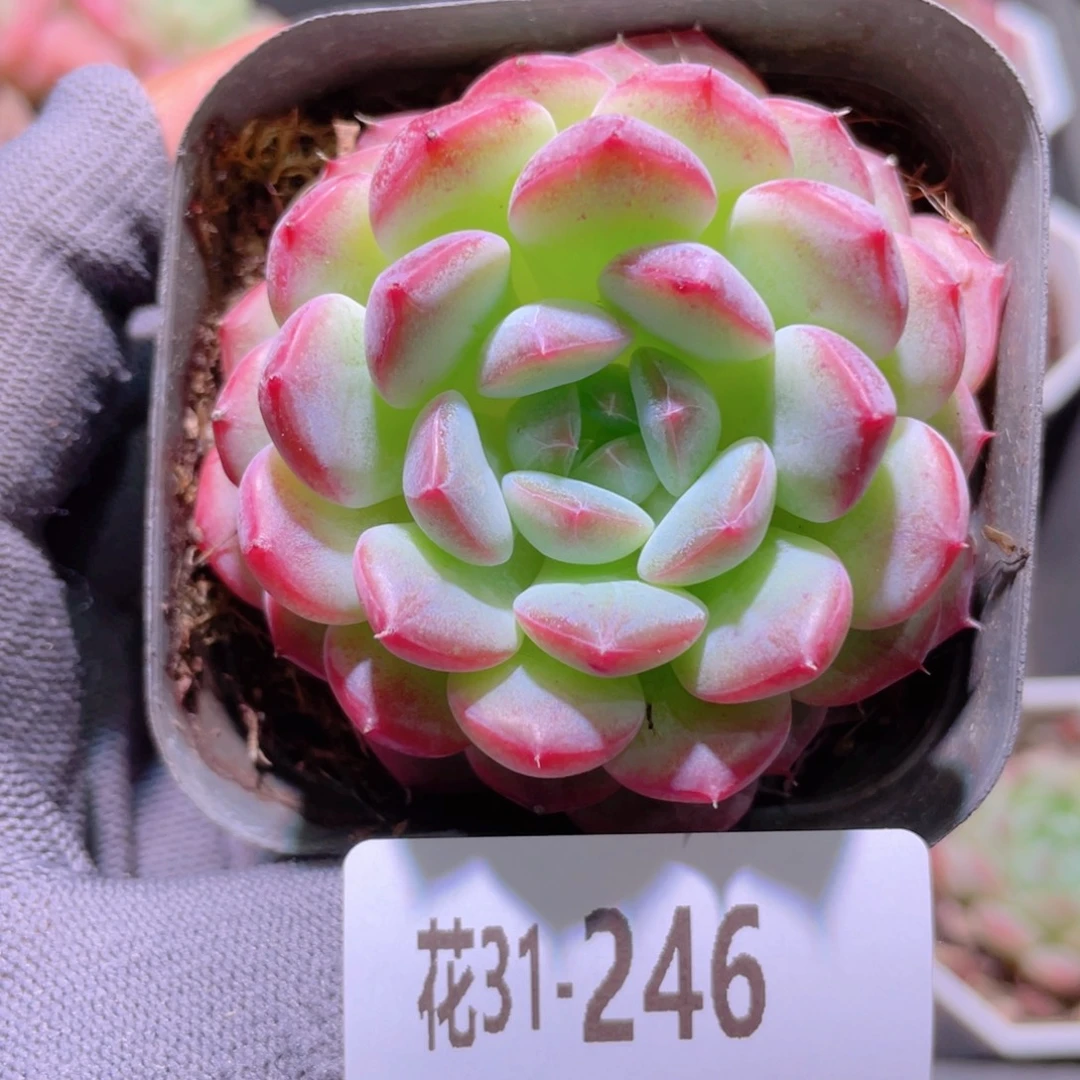 花利美31-246新品