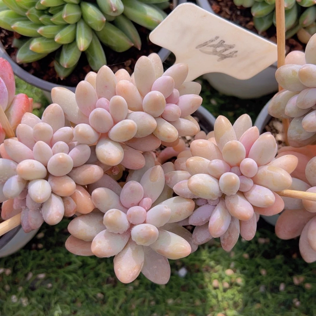 香玉的故事是一个人的故事吗我