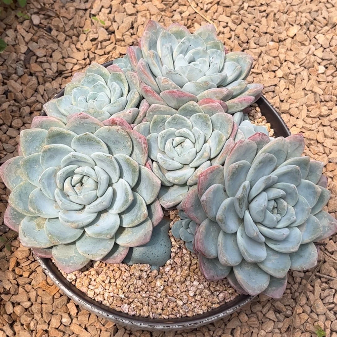 新疆西藏内蒙不包邮，冰玉