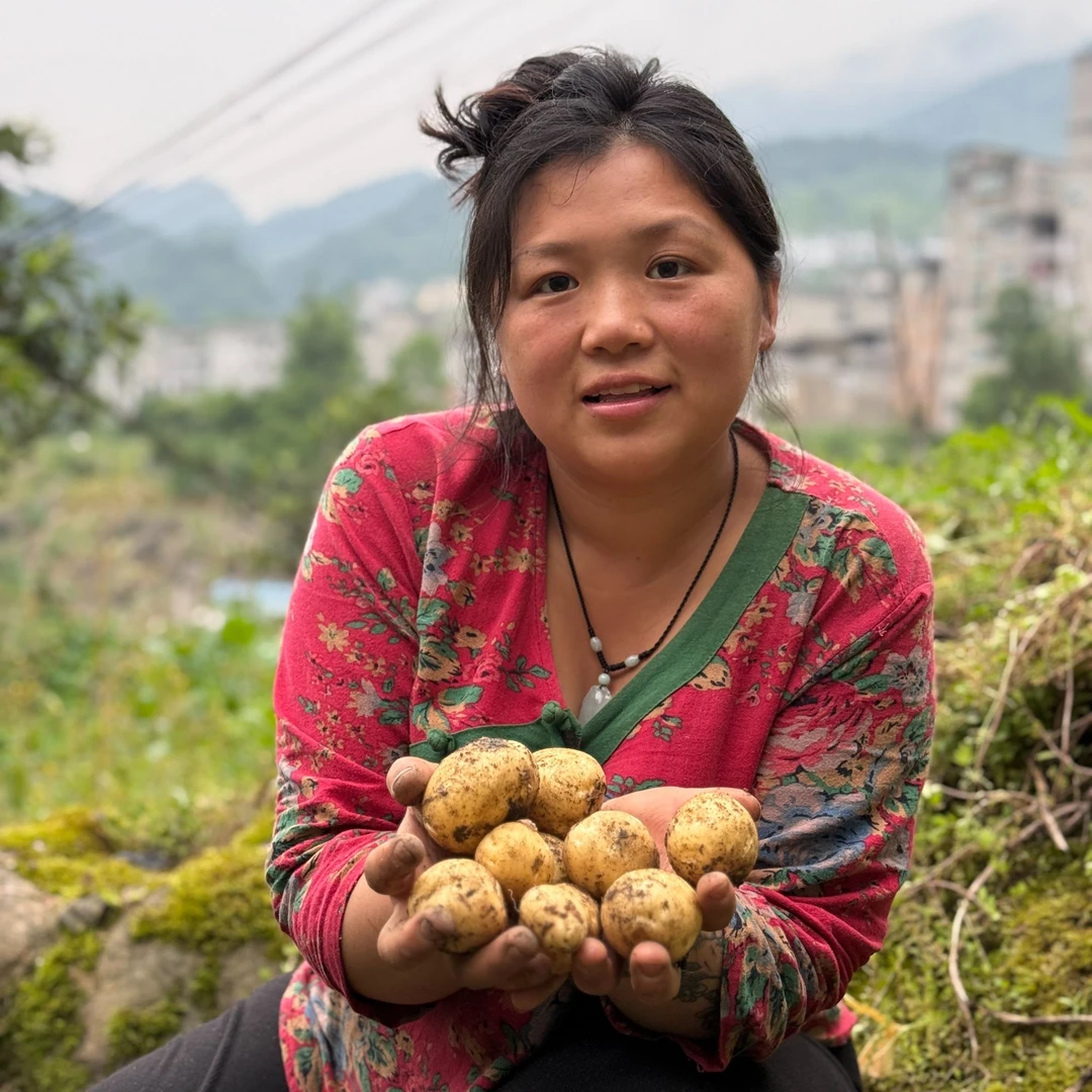 现挖现卖彭水农家高山新鲜土豆
