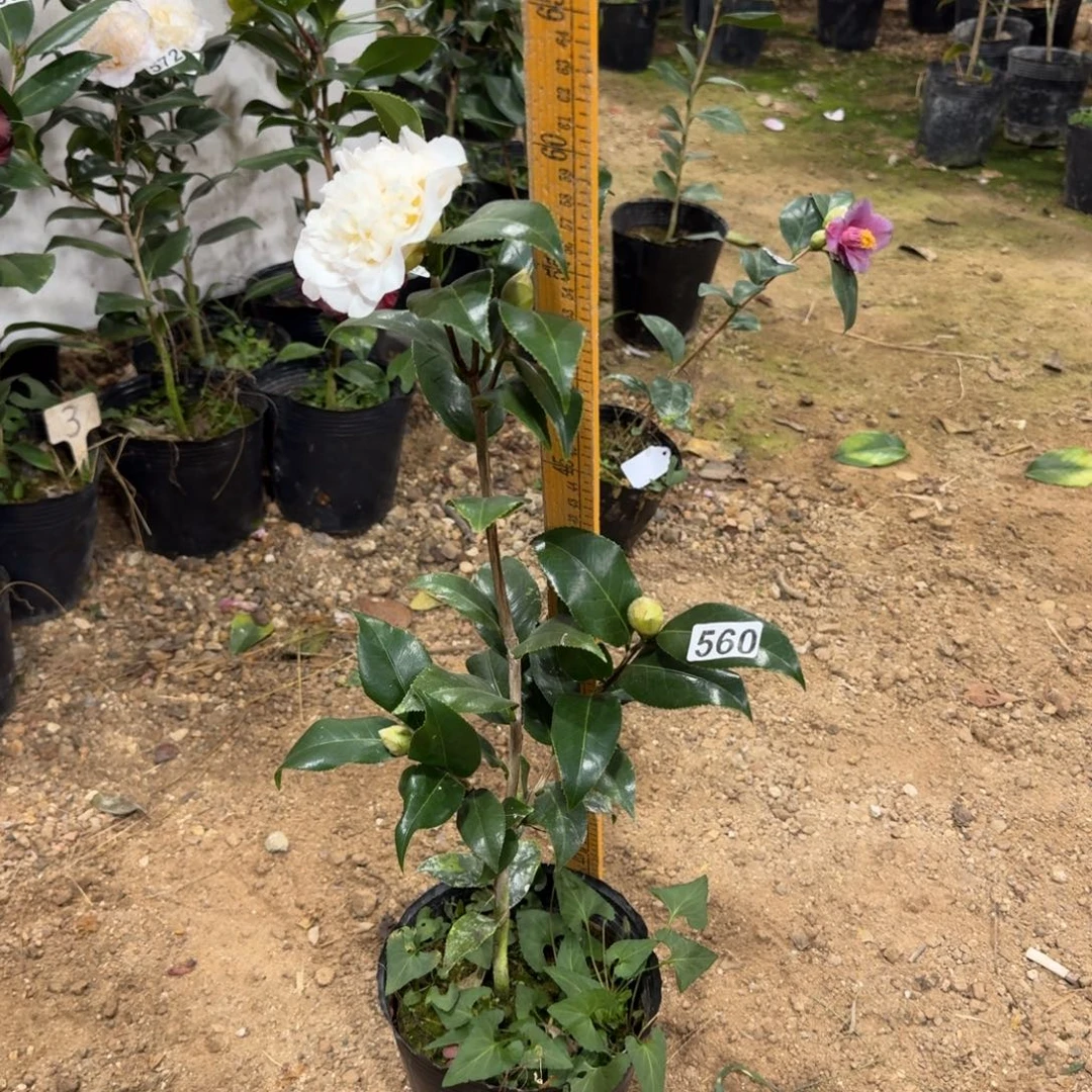 少量花朵（建议范围：2朵-5朵 或40%以下）560黄绣球