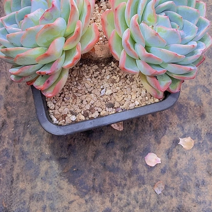 大***7泡芙多肉植物老桩