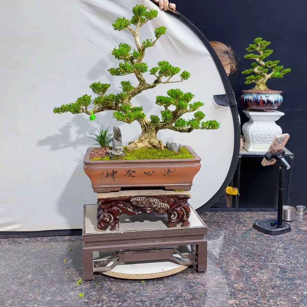 当前无花朵，栽培后可花朵任**想
