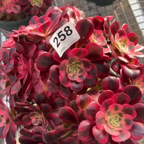 258美杜莎有断枝