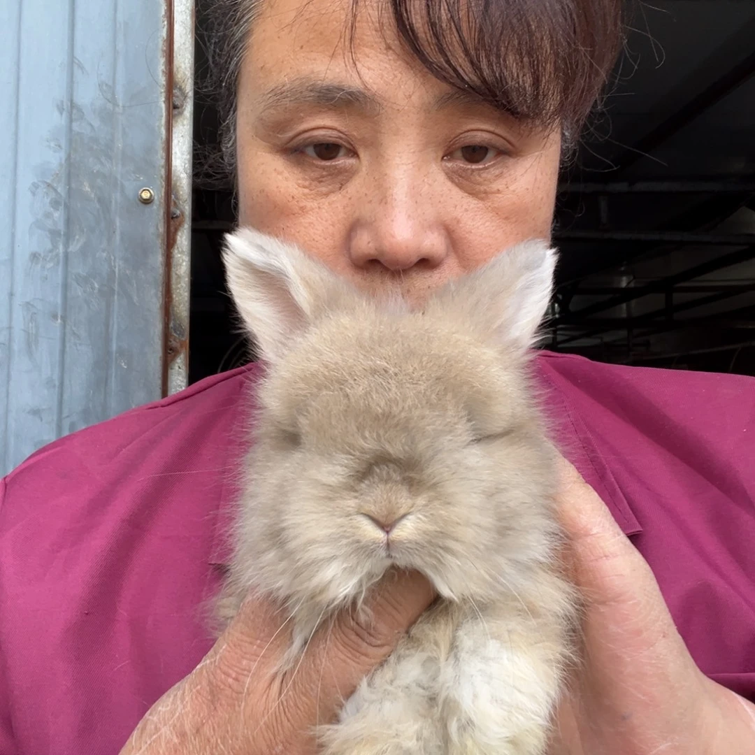 英系安哥拉宠物兔子