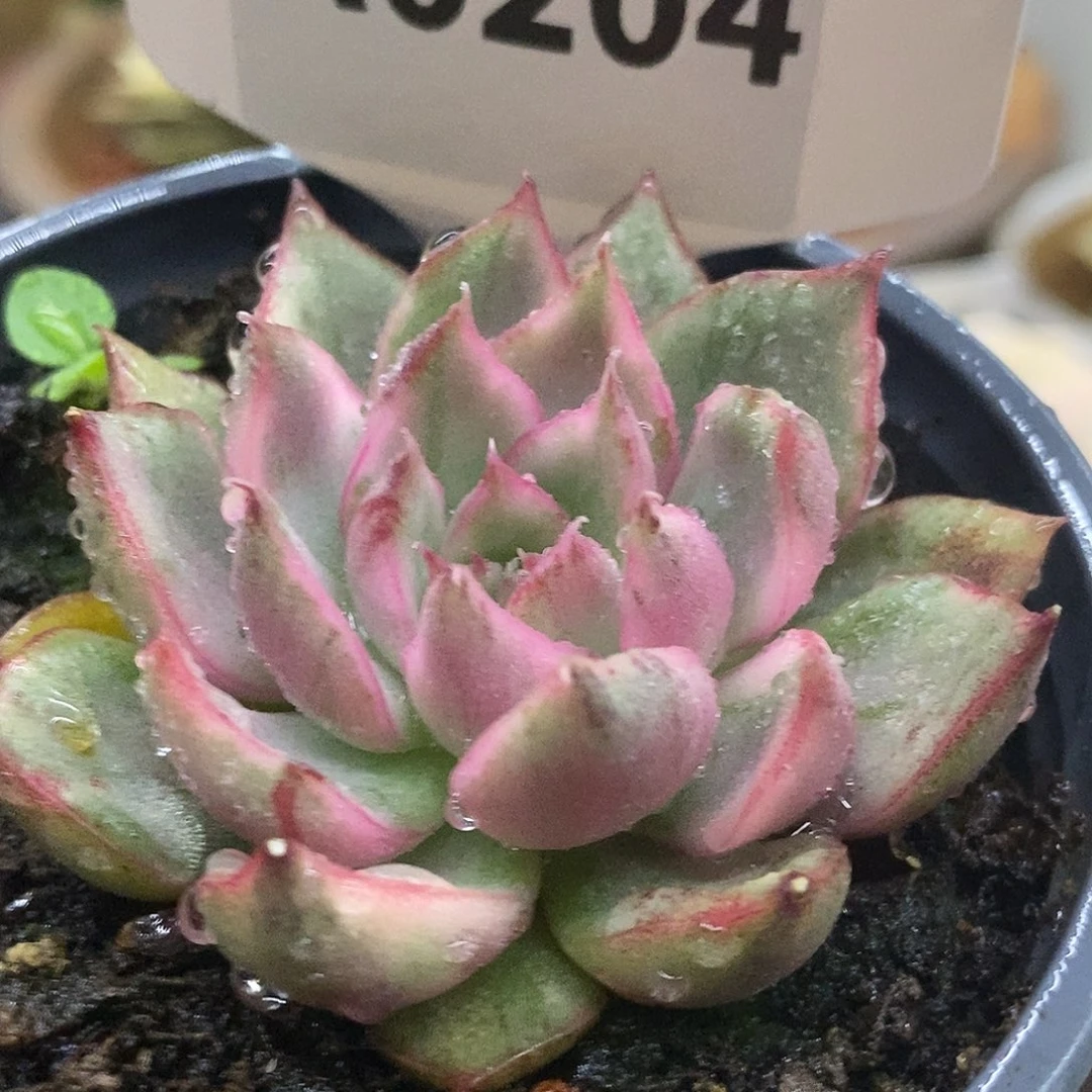 204的野马哈哈哈哈哈哈哈哈