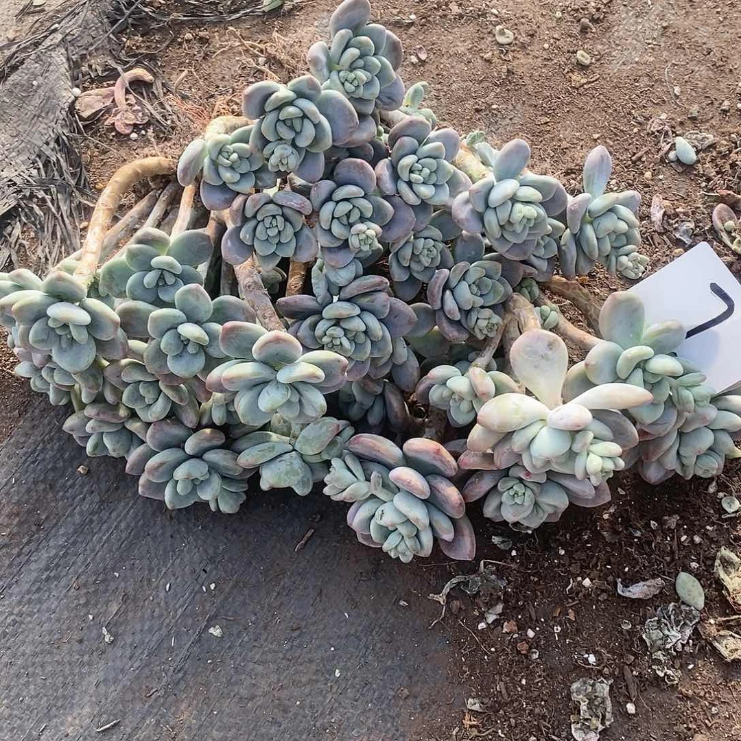 三颗红洛神多肉7