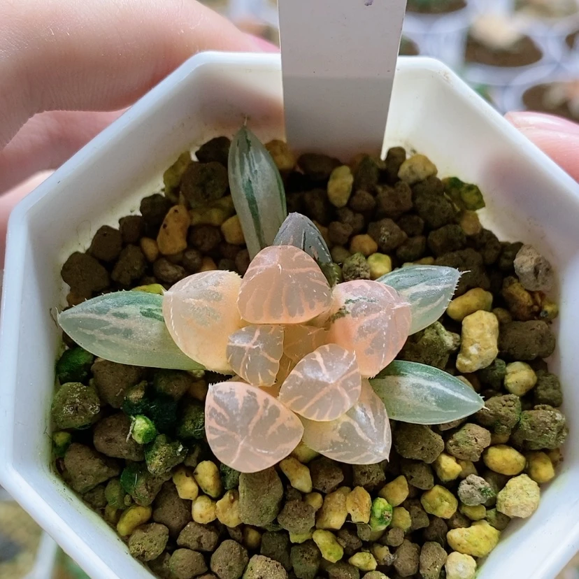 【闪购商品】24福利糊斑OH玉露锦