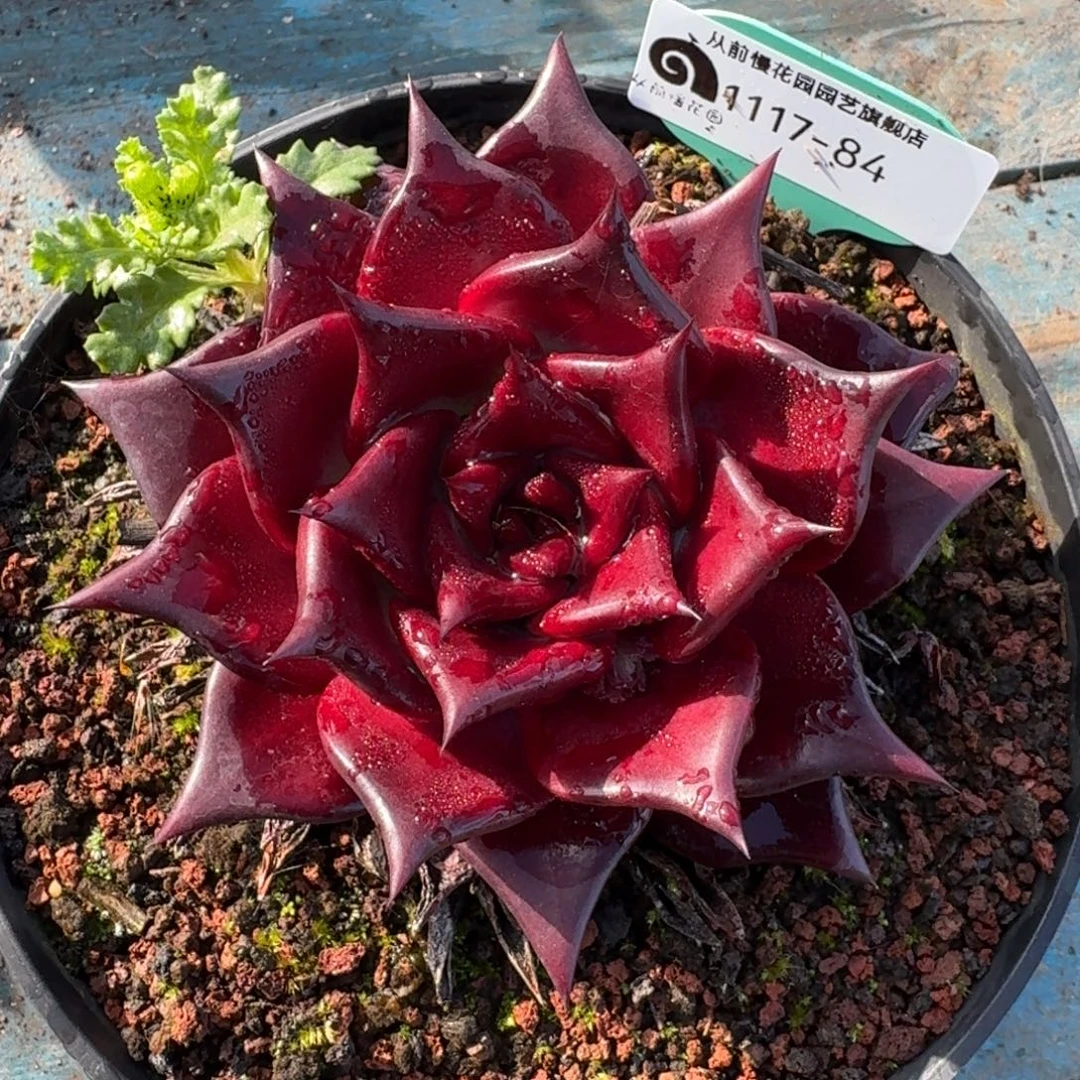 从前慢多肉精选编号1117.84