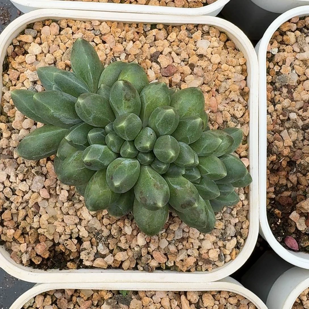 从前慢多肉编号千代田缀