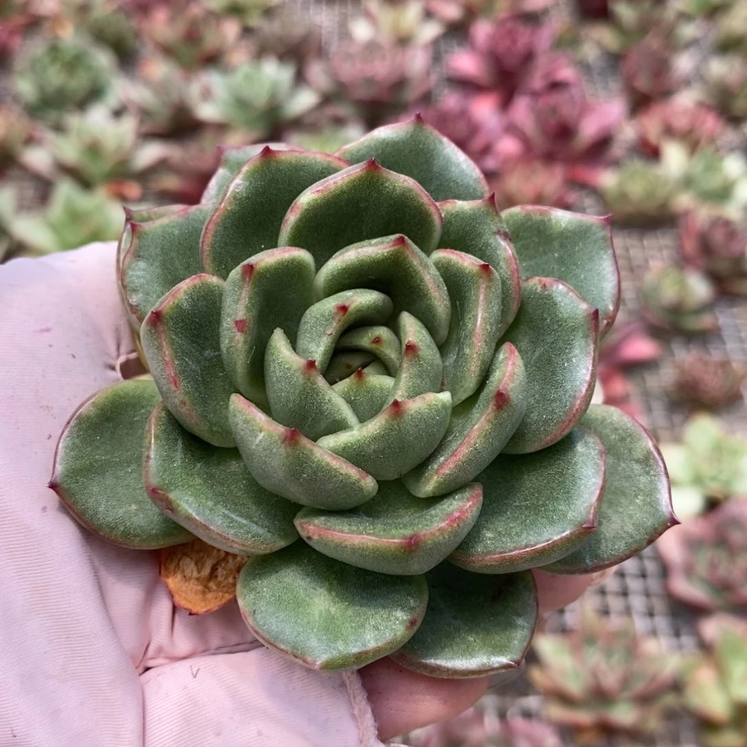 炫***舞无花朵东云系多肉