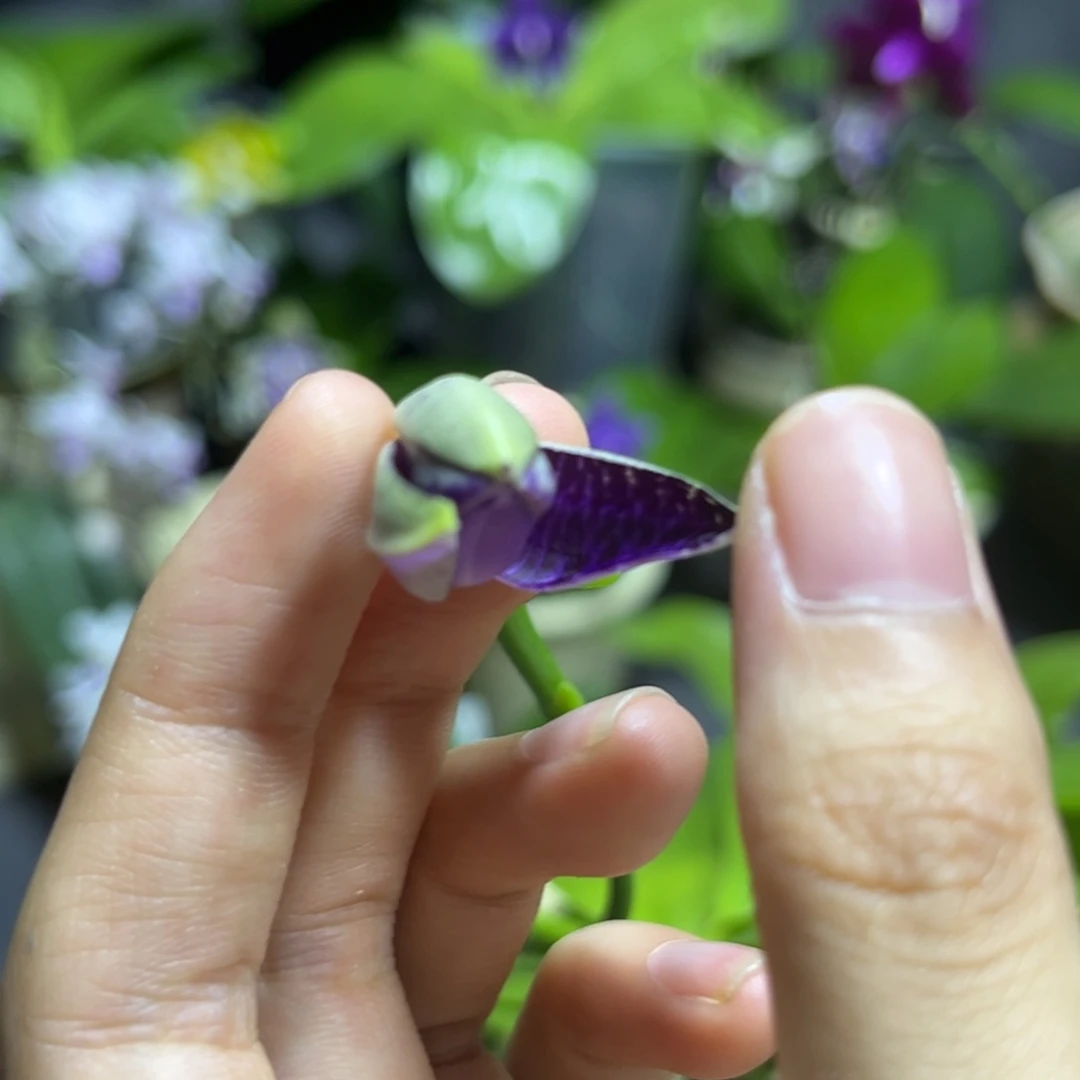 全部花苞2.5寸bt205花苞株