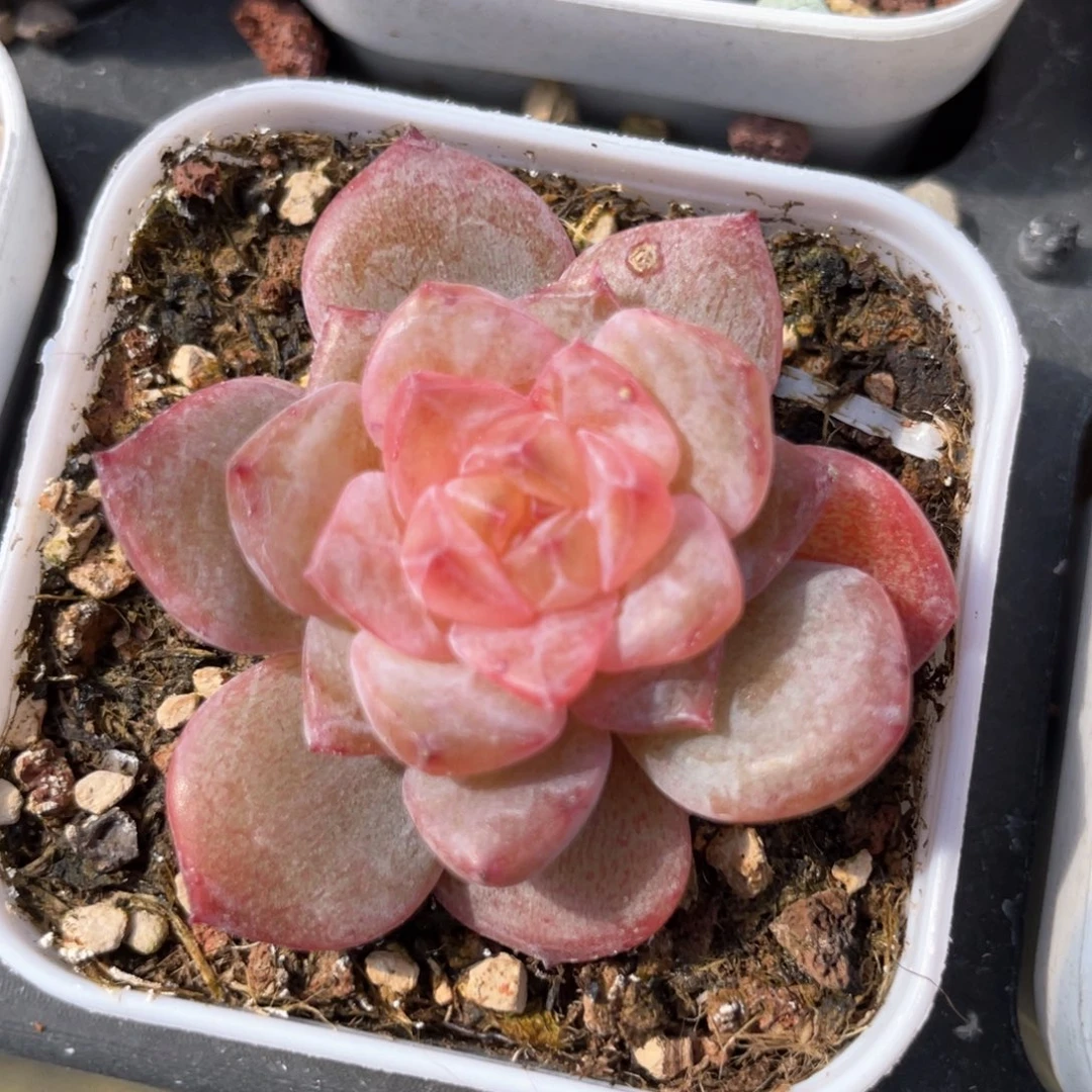 优选珍妮福利567