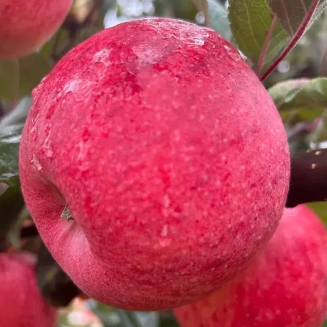 甘肃天水小勇秦脆高山种植（香妃）