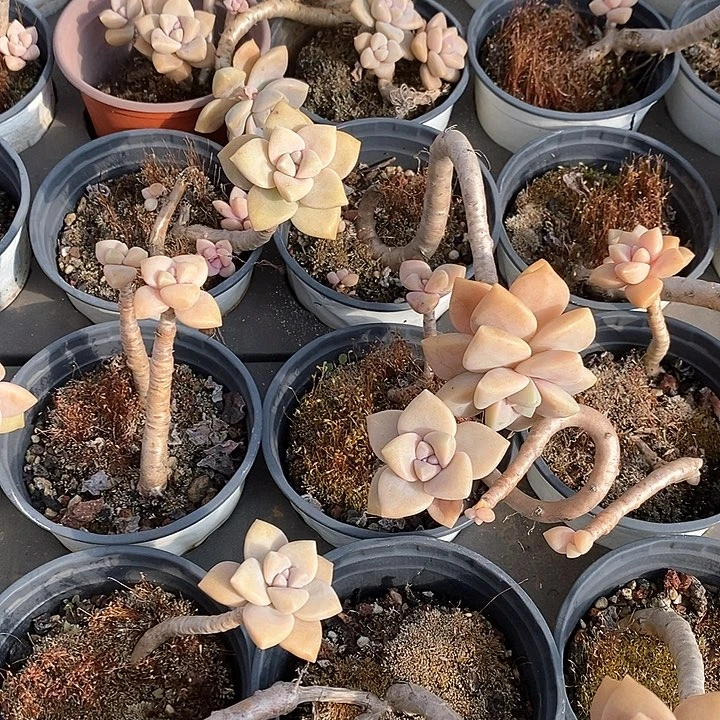 159杏美人 不售后 福利多多