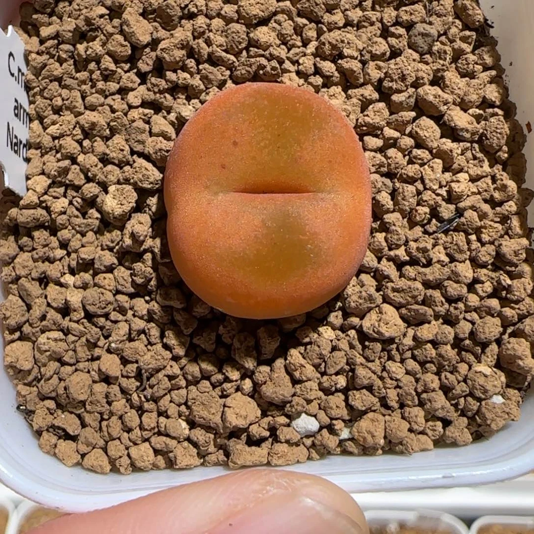 肉锥多肉植物组合-优选水蜜桃母本469
