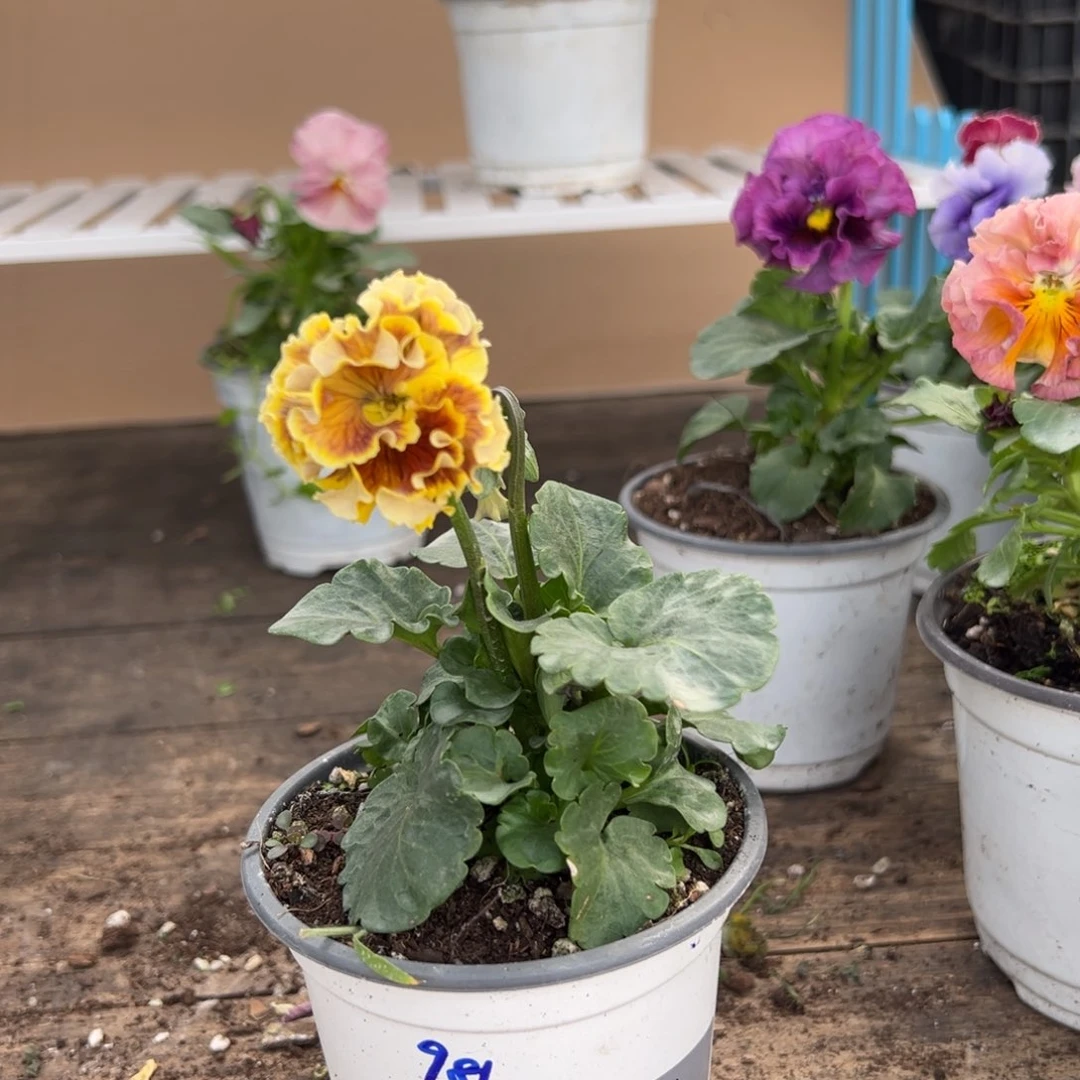 【闪购商品】完全开放356号981号