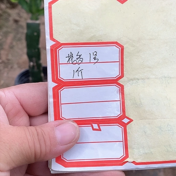无花朵花多多1号